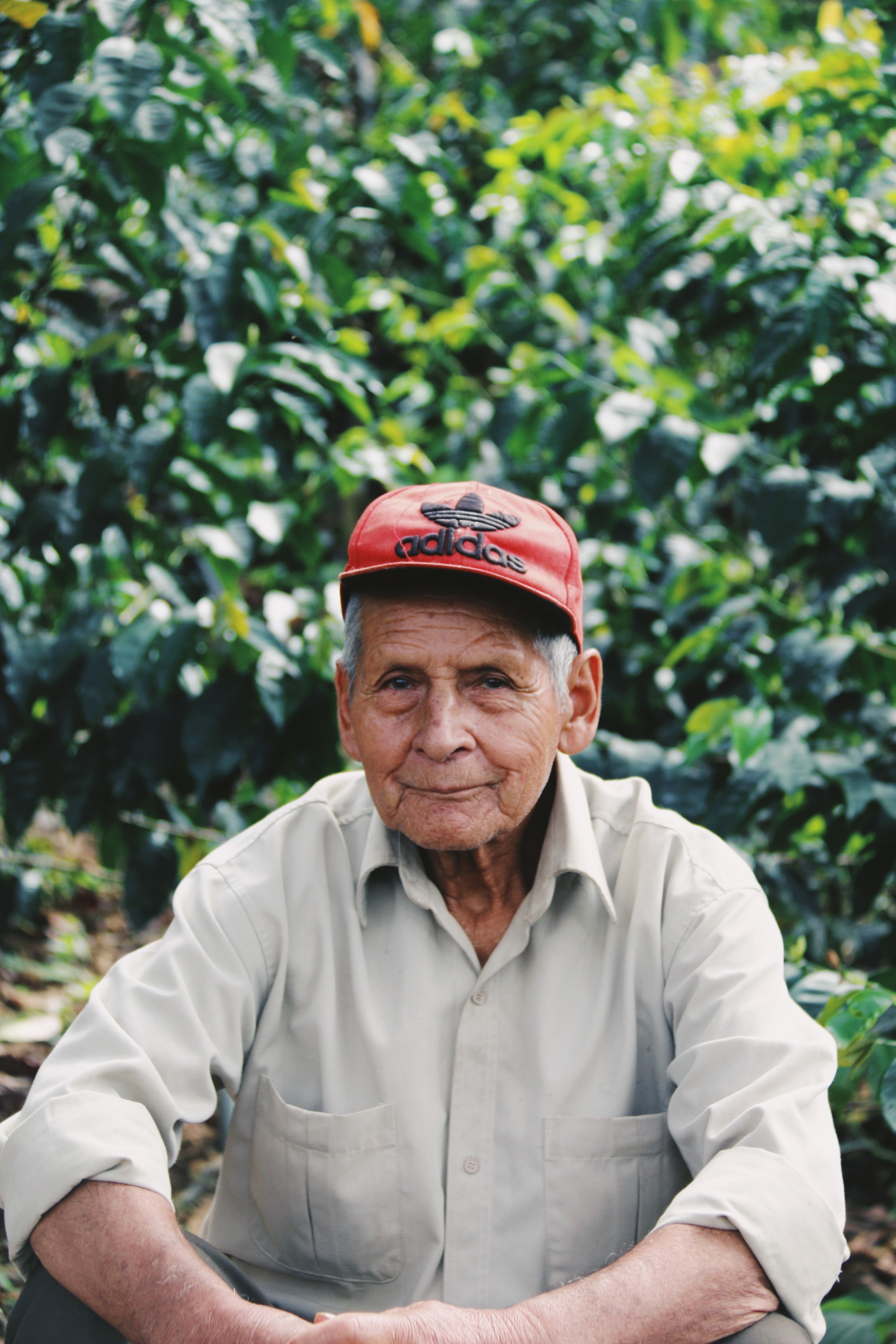 La Margarida Geisha Groc