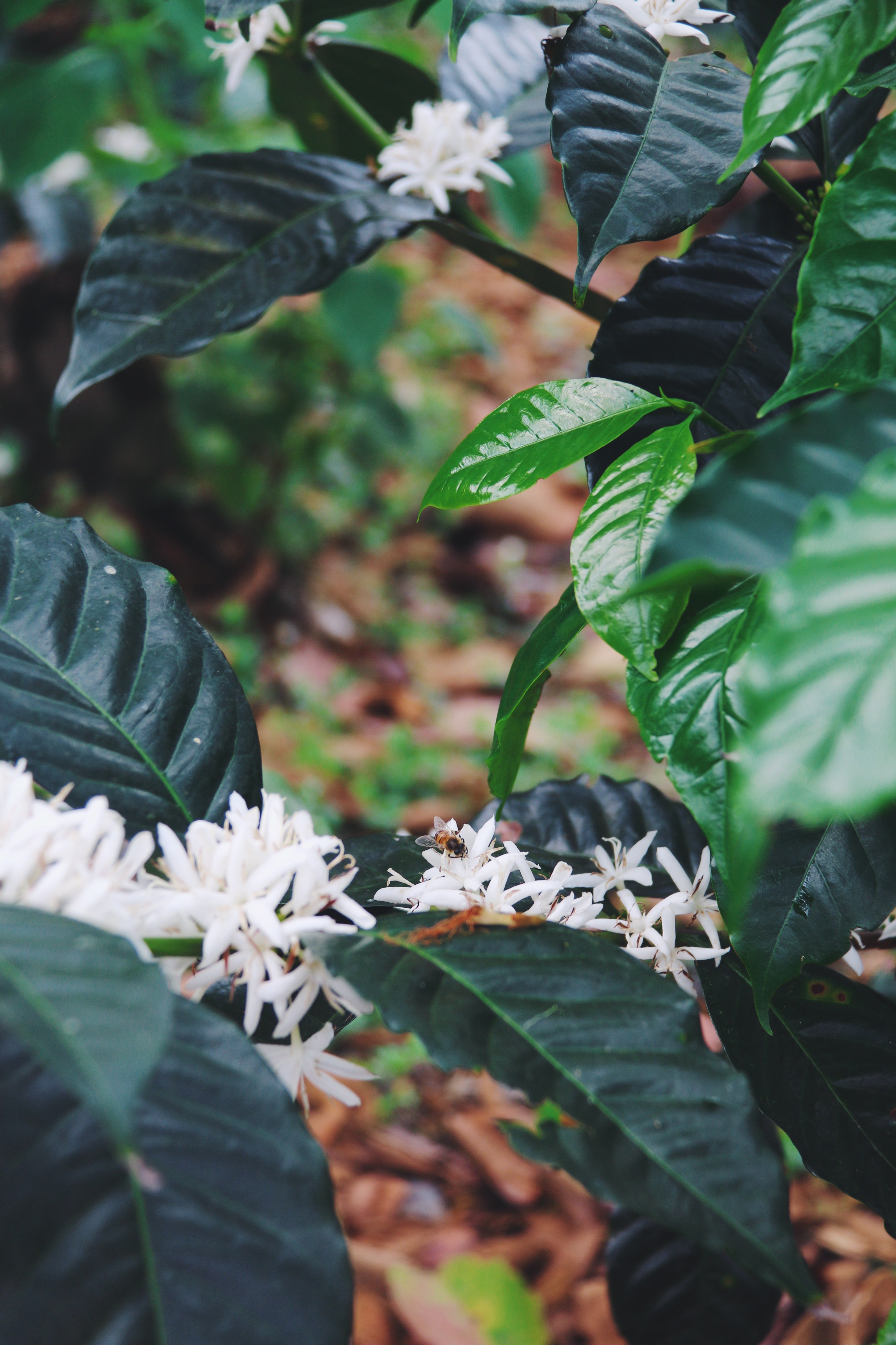 La Margarida Geisha Groc