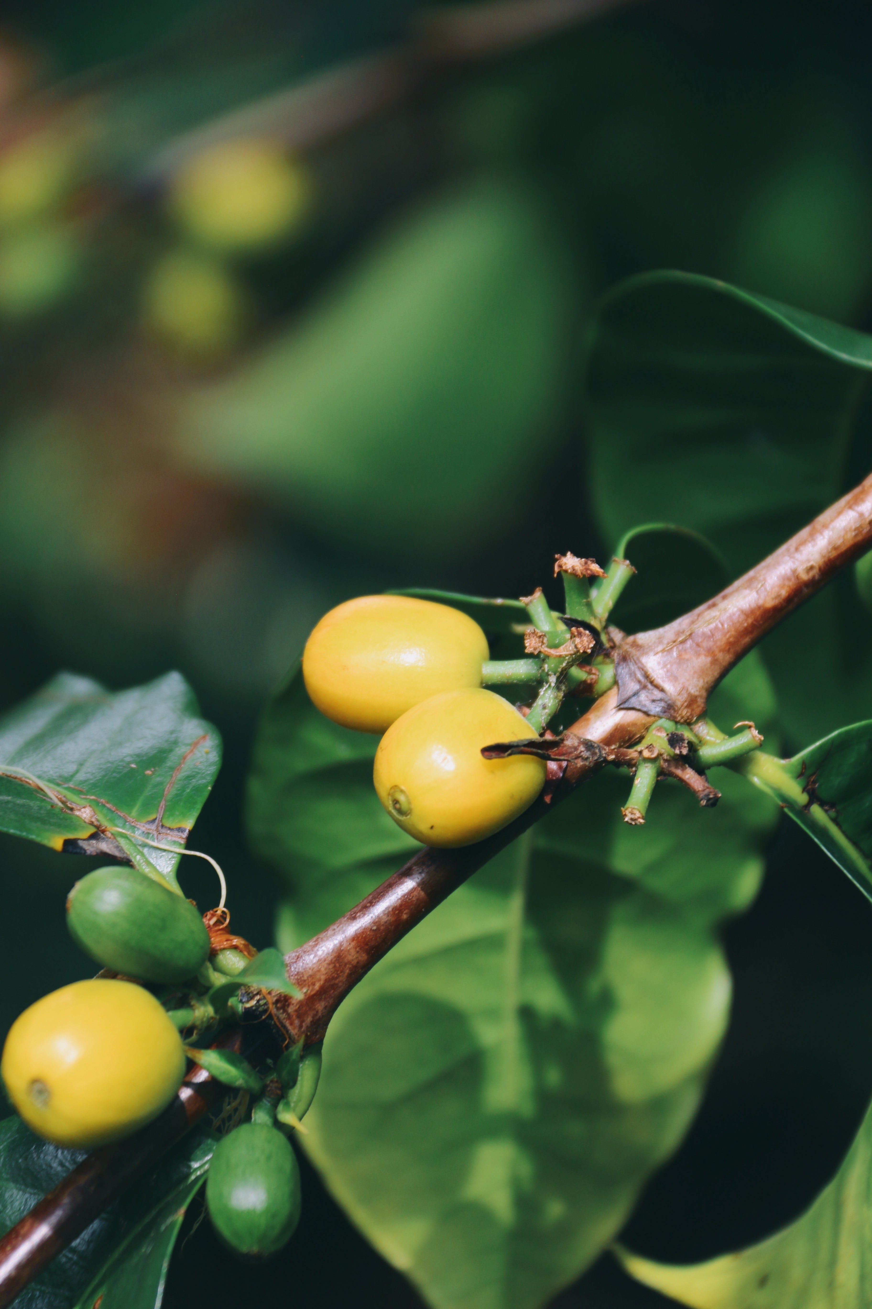 La Margarida Geisha Groc