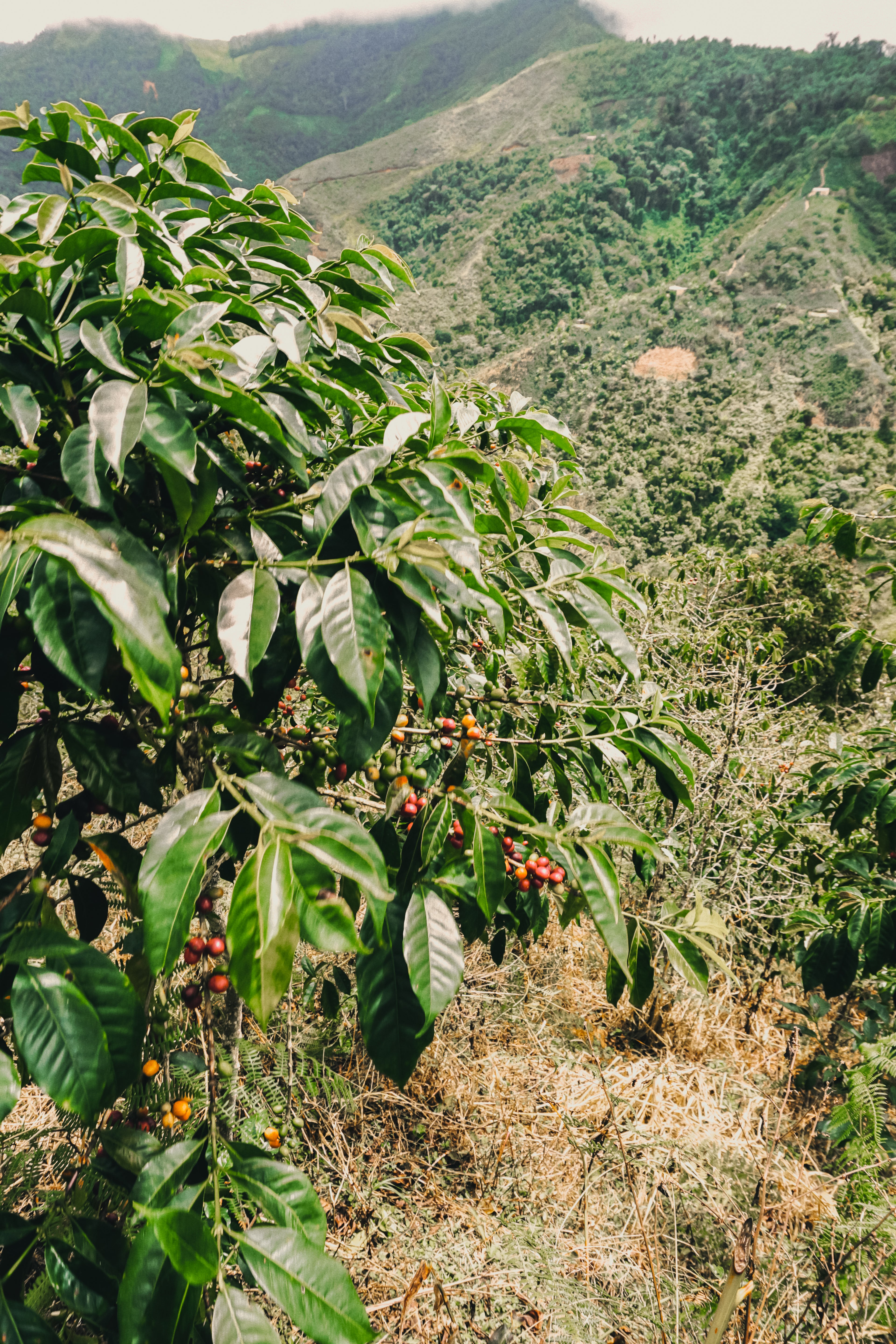 Pack Expresión de Finca:  La Flor del Norte