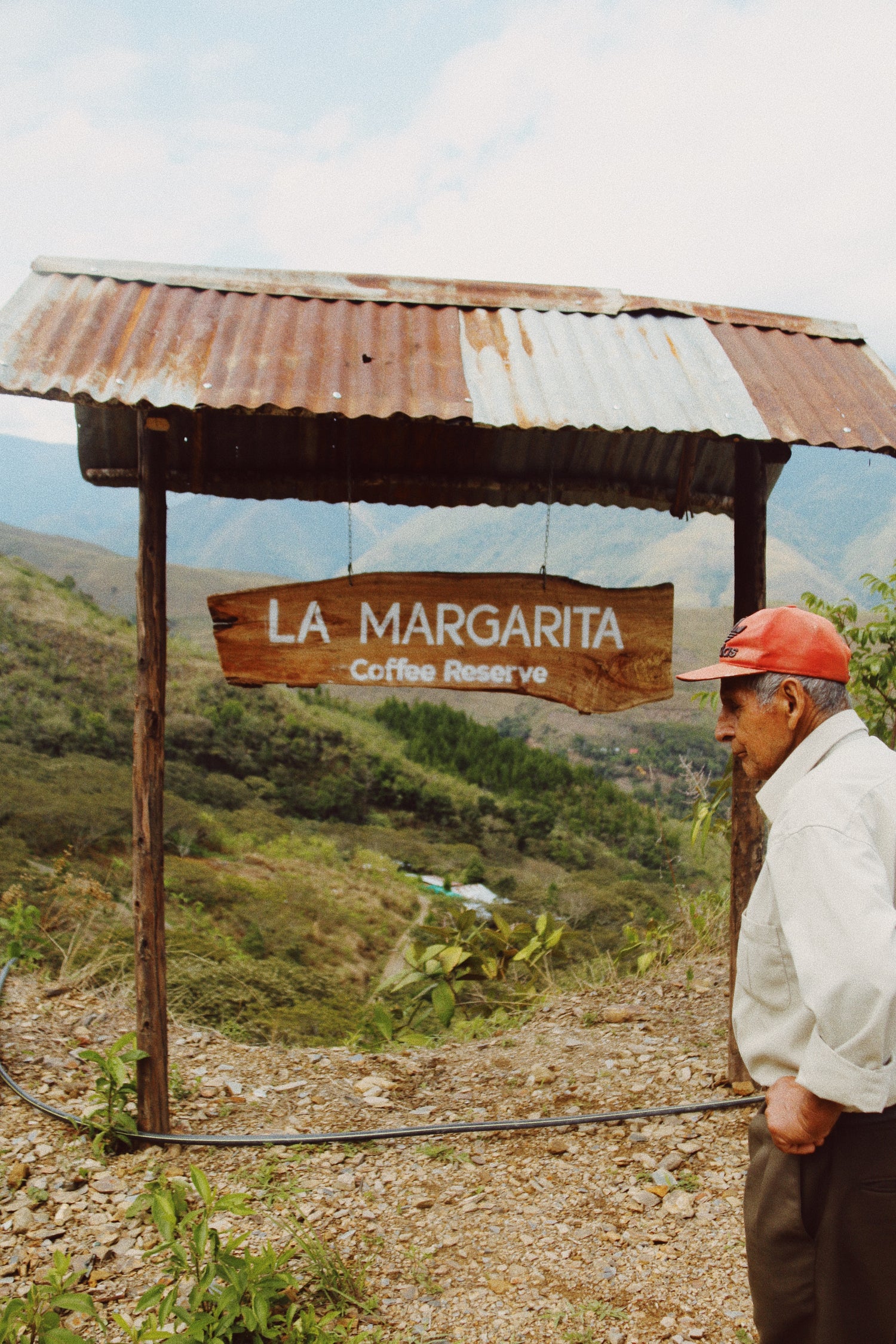 La Margarita Geisha Amarillo