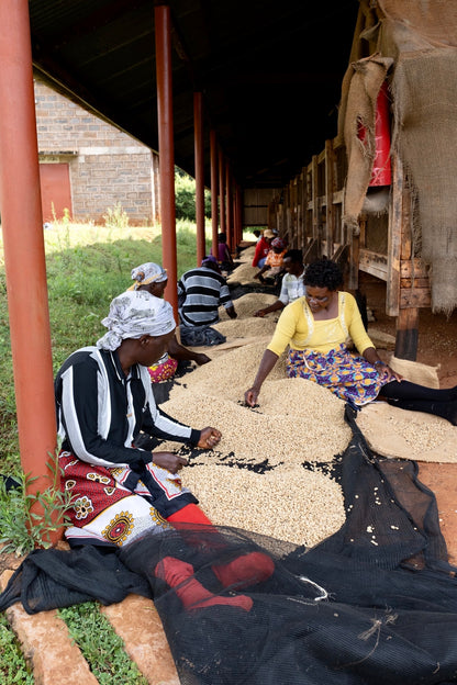 LA FLOR DEL NORD GEISHA NATURAL