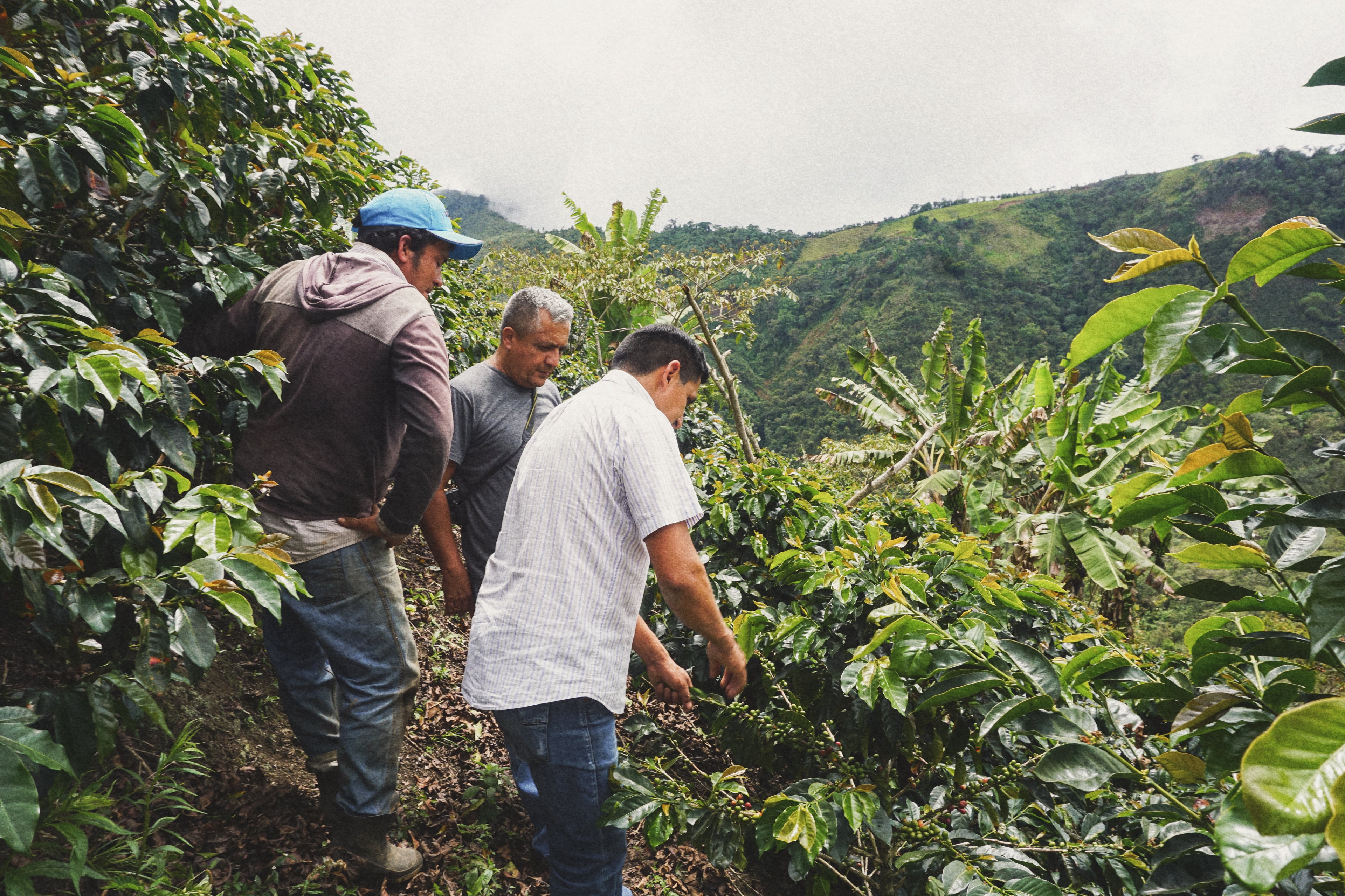 Pack Expresión de Finca:  La Flor del Norte