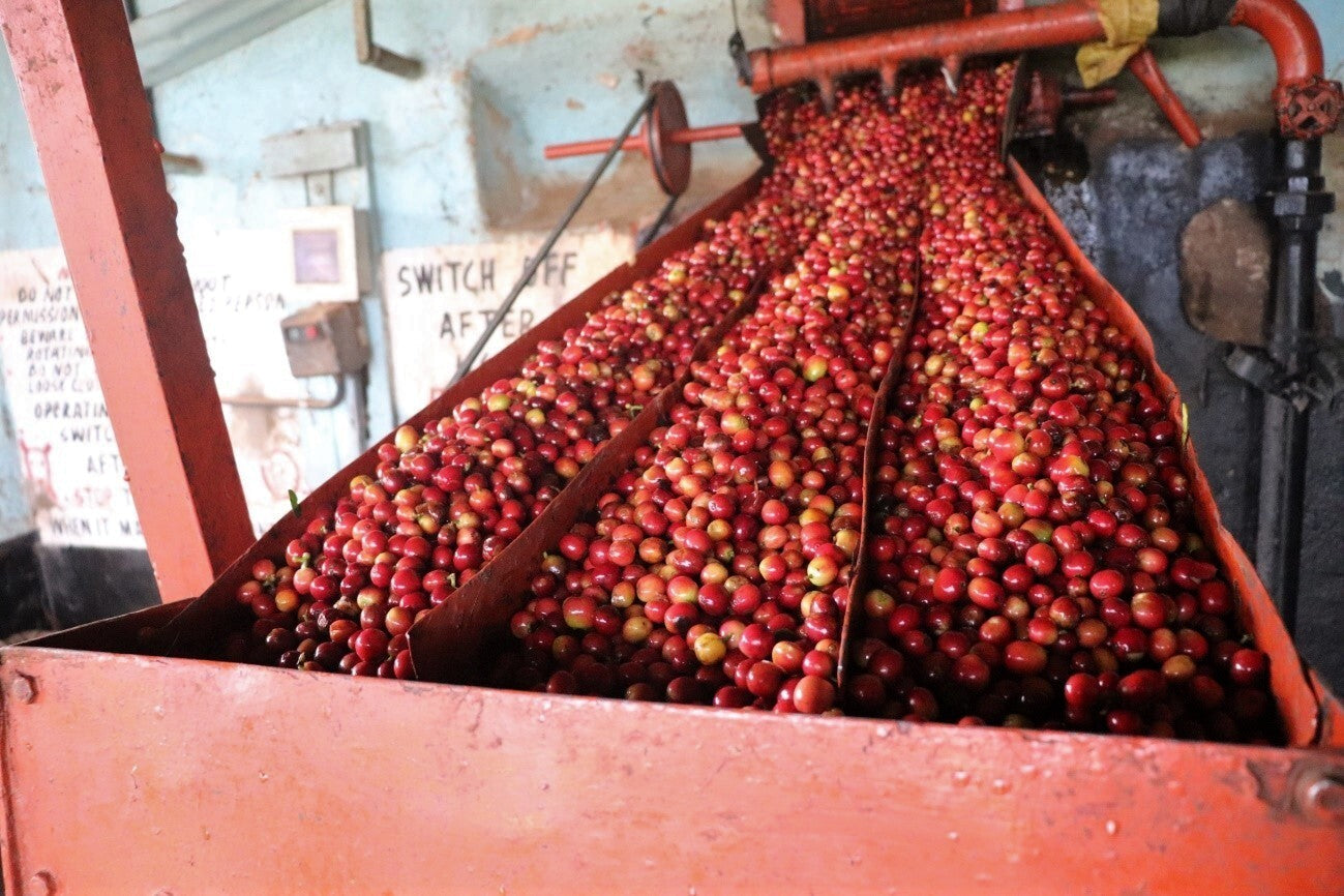 LA FLOR DEL NORD GEISHA NATURAL