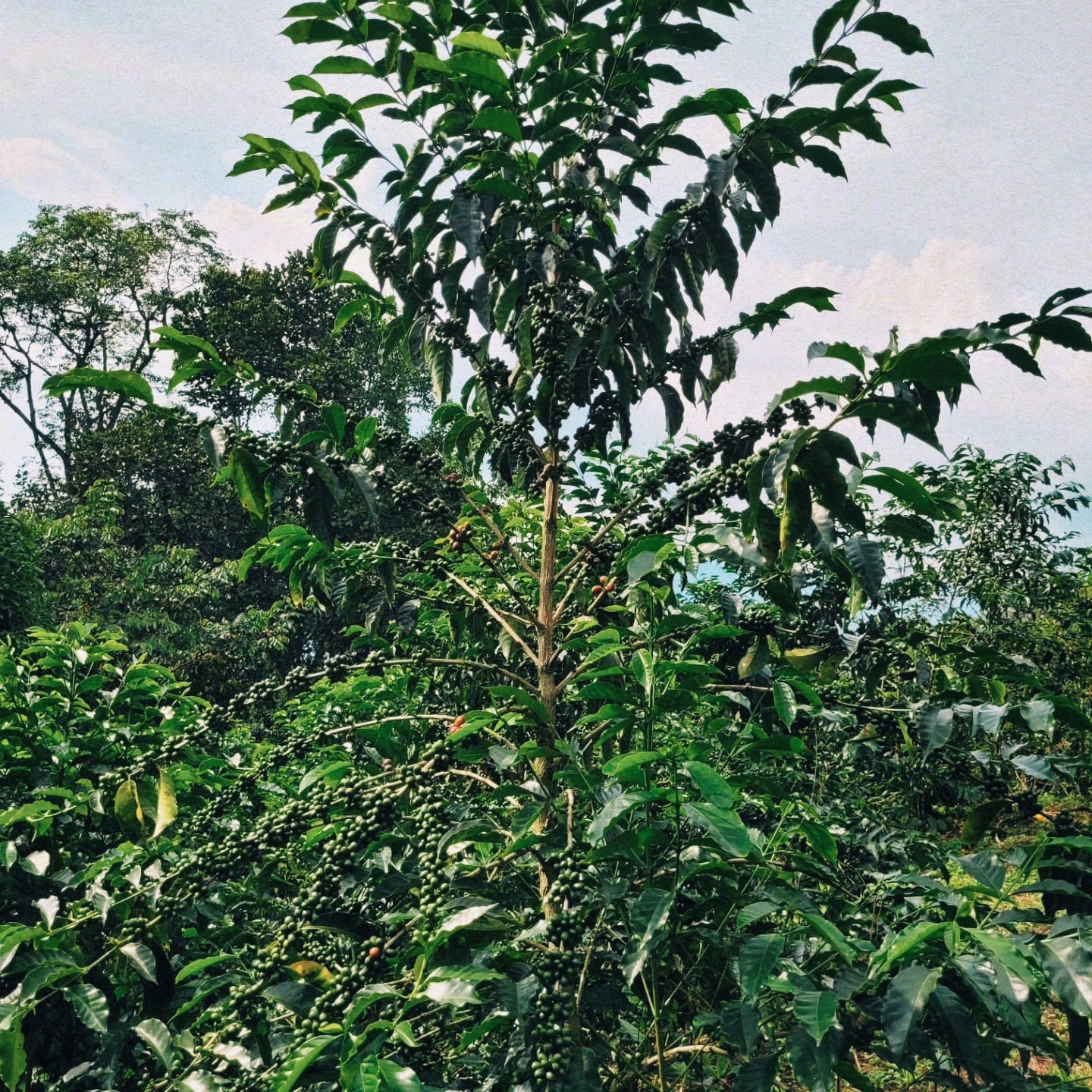 Las Orquideas Geisha Natural