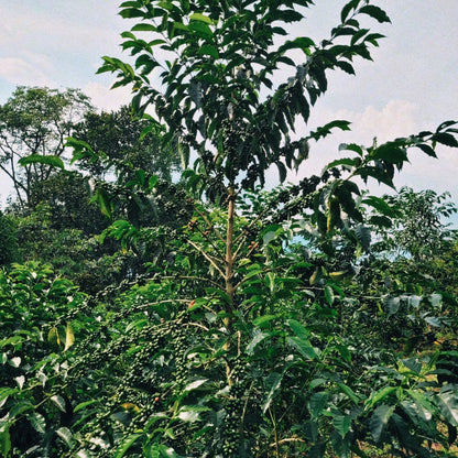 Las Orquideas Geisha Natural
