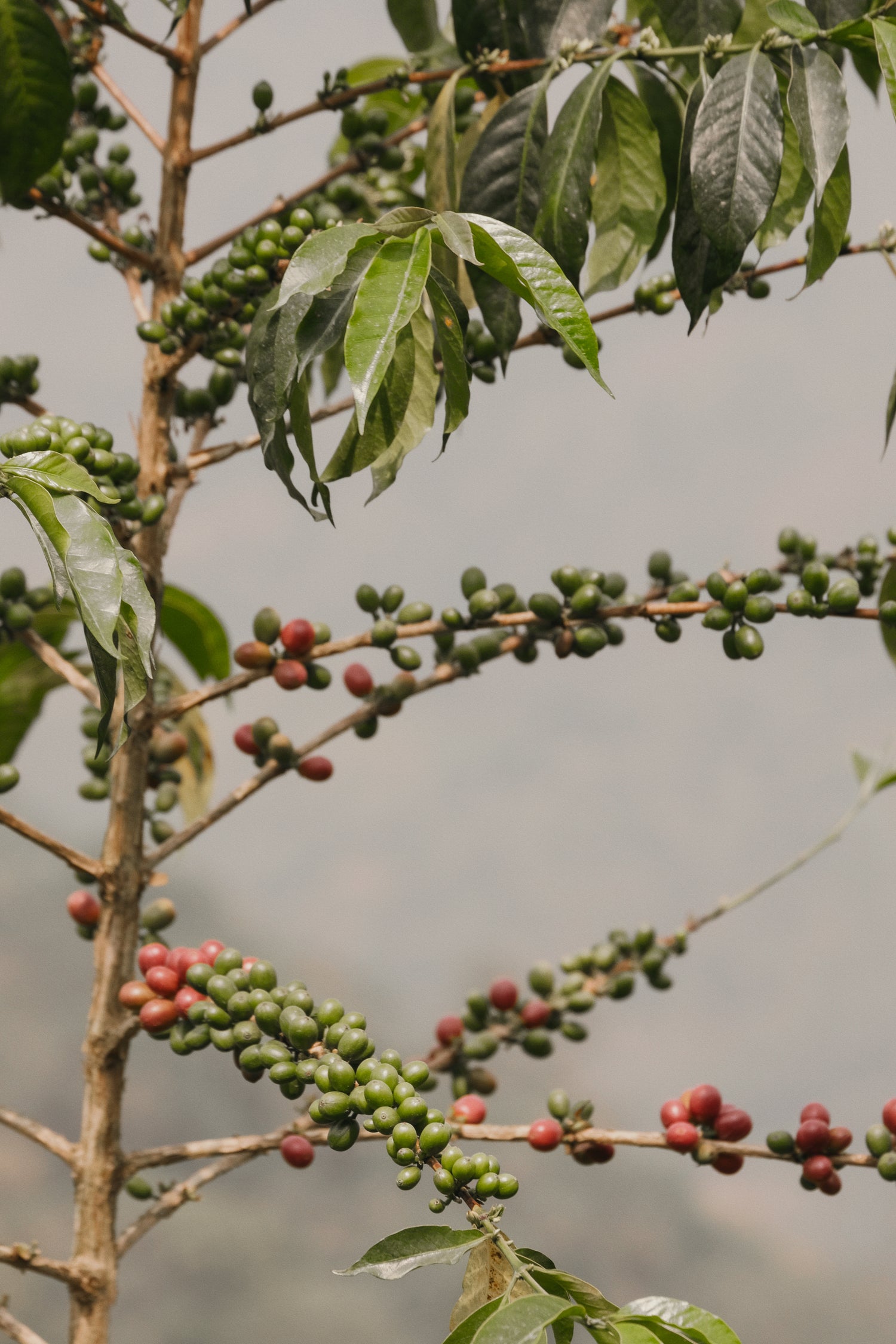 La Flor del Norte Geisha