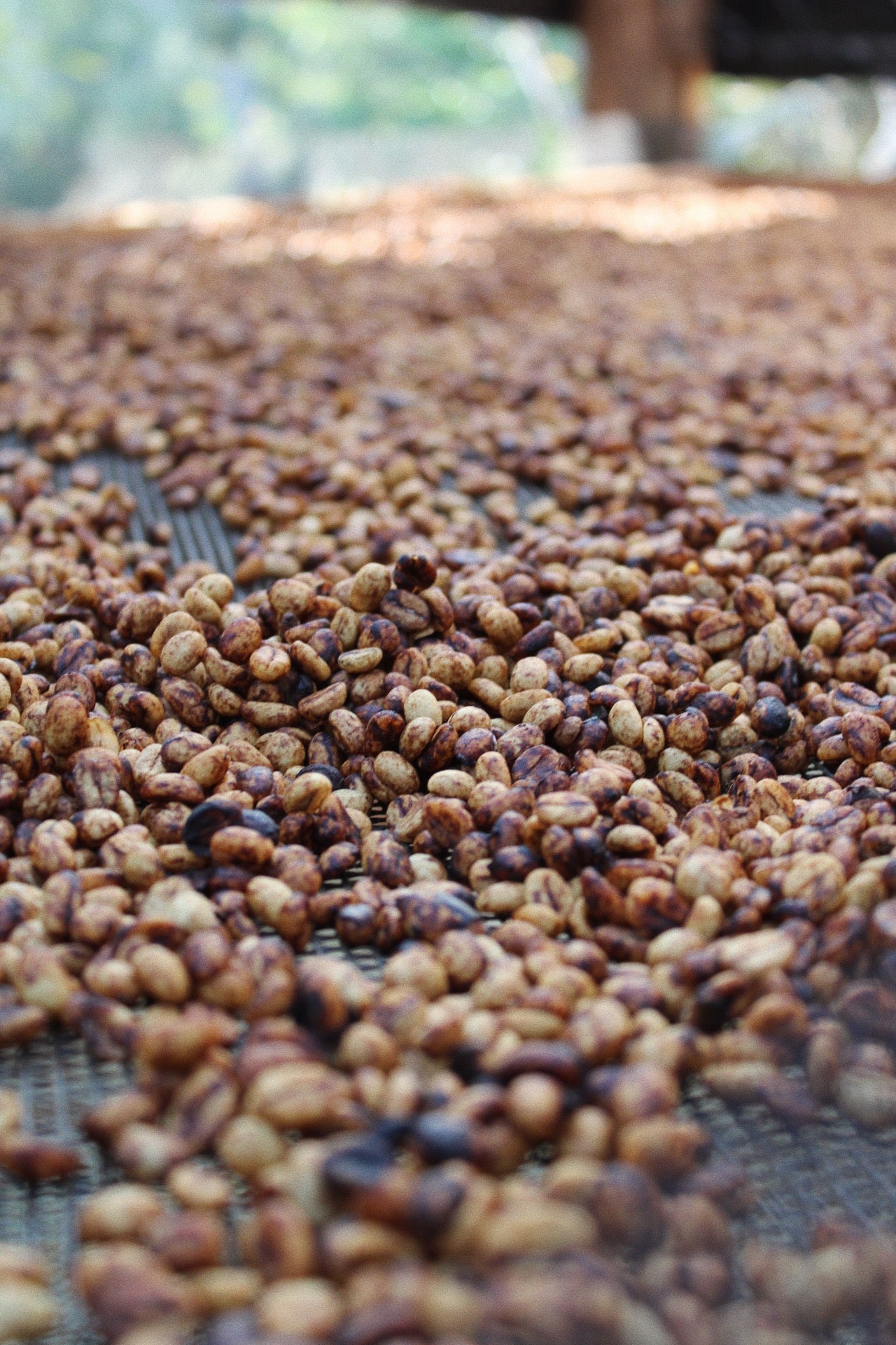 ERNESTO HUILCA HONEY