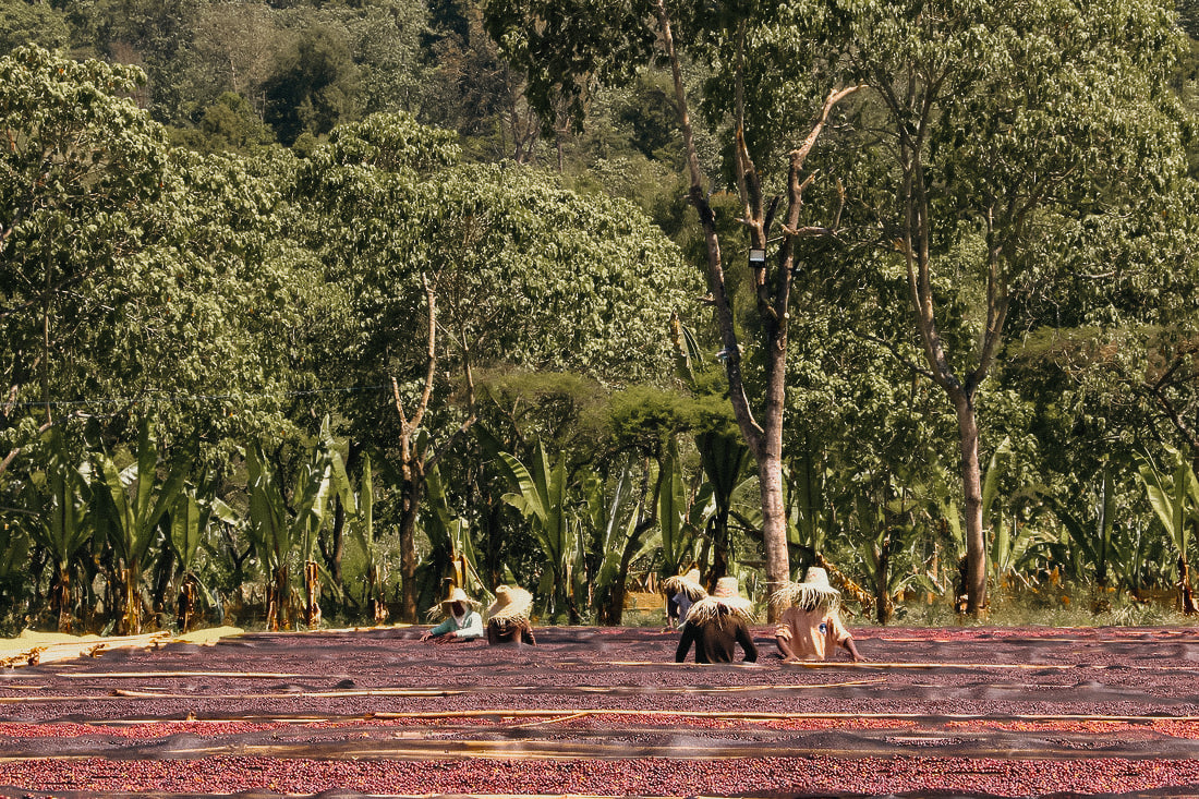 GEDEDO IDIDO ETIOPIA