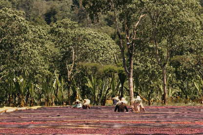 GEDEDO IDIDO ETIOPIA